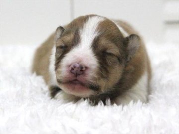 シェットランドシープドッグ【大阪府・女の子・2015年2月1日・セーブル&ホワイト】の写真「母：チャンピオン直子」