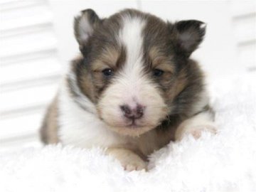 シェットランドシープドッグ【大阪府・男の子・2015年2月1日・セーブル&ホワイト】の写真「母：チャンピオン直子」