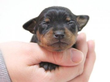 ミニチュアピンシャー【大阪府・女の子・2015年1月26日・ブラックタン】の写真「良血統」