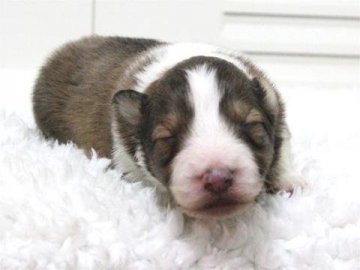 シェットランドシープドッグ【大阪府・男の子・2015年2月1日・セーブル&ホワイト】の写真「母：チャンピオン直子」