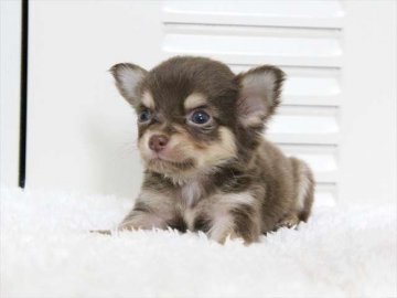 チワワ(ロング)【大阪府・男の子・2015年6月28日・チョコタン】の写真「たぬき顔の可愛いママから生まれました！」