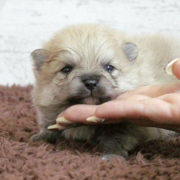 ポメラニアン【大阪府・男の子・2023年1月15日・クリーム】の写真「激可愛フェイスの兄妹♥」