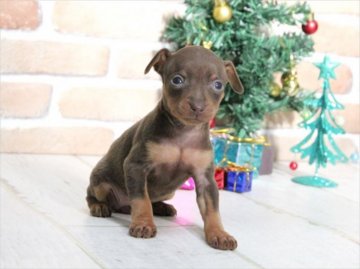ミニチュアピンシャー【大阪府・女の子・2015年11月9日・チョコタン】の写真「ハイグレードな子犬です。」