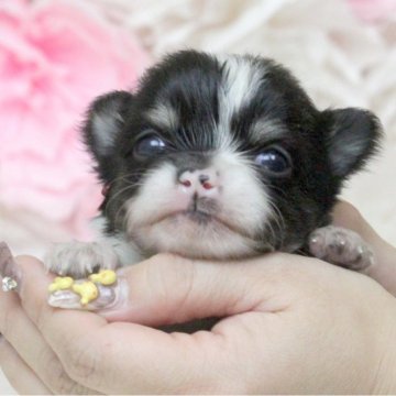 チワワ(ロング)【大阪府・男の子・2024年1月16日・ブラックタン&ホワイト】の写真「可愛い4兄妹♥」