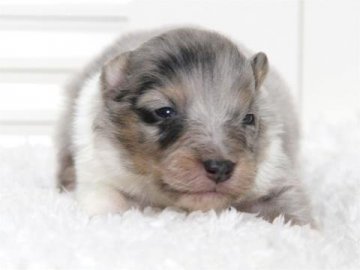 シェットランドシープドッグ【大阪府・男の子・2015年2月9日・ブルーマール】の写真「父：チャンピオン」