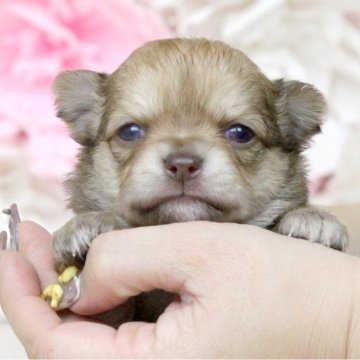 チワワ(ロング)【大阪府・女の子・2024年1月16日・チョコフォーン】の写真「可愛い4兄妹♥」