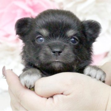 チワワ(ロング)【大阪府・男の子・2024年1月16日・ブラックタン】の写真「可愛い4兄妹♥」