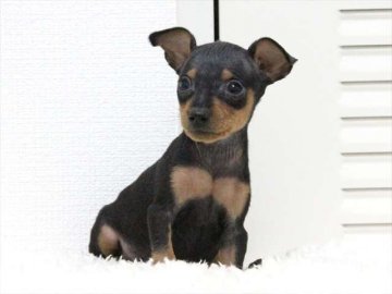 ミニチュアピンシャー【大阪府・男の子・2015年8月8日・ブラックタン】の写真「超優良血統・こぶりのイケメンくん」