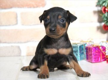 ミニチュアピンシャー【大阪府・男の子・2015年11月9日・ブラックタン】の写真「ハイグレードな子犬です。」