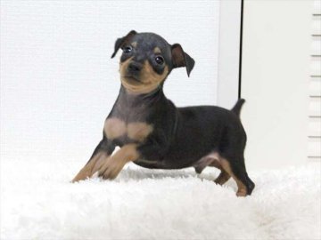 ミニチュアピンシャー【大阪府・男の子・2015年8月8日・ブラックタン】の写真「超優良血統・こぶりサイズ」