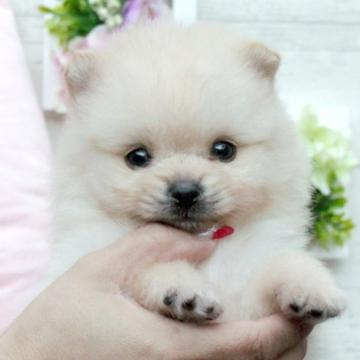 ポメラニアン【大阪府・男の子・2022年10月6日・クリーム】の写真「激可愛フェイスの3兄妹♥」