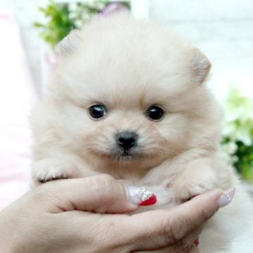 ポメラニアン【大阪府・女の子・2022年10月6日・クリーム】の写真「激可愛フェイスの3兄妹♥」