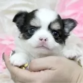 チワワ(ロング)【大阪府・男の子・2024年1月10日・ブラックタン&ホワイト】の写真1