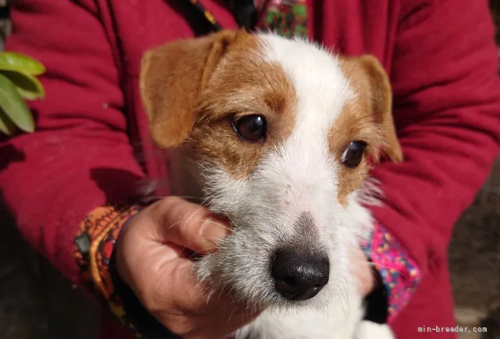 ID：2203-00696の子犬