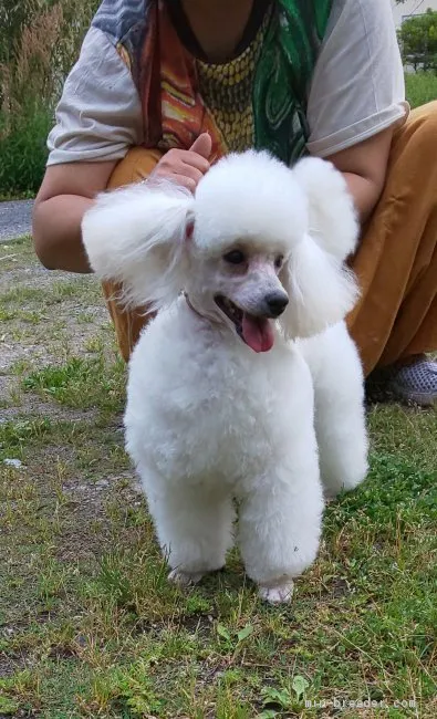 ID:2005-00740の子犬