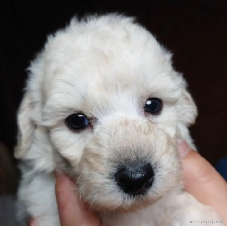 ID：2207-00240の子犬