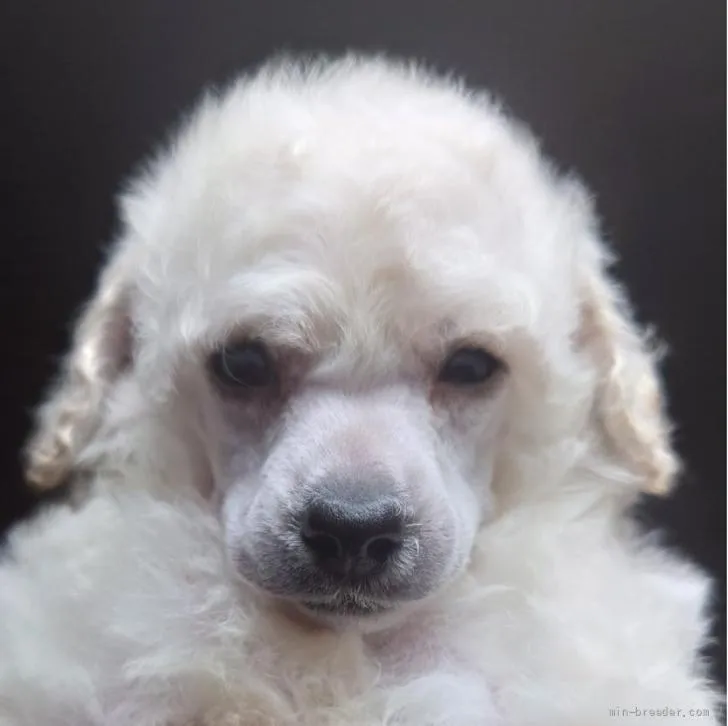 ID：2205-03628の子犬