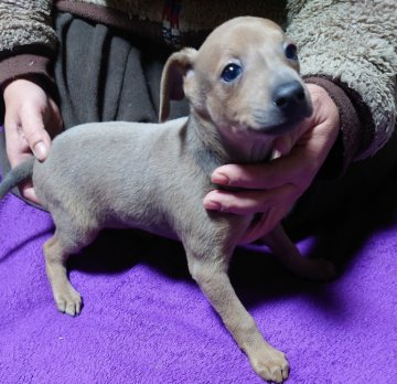 イタリアングレーハウンド【福岡県・男の子・2021年11月23日・フォーン&ホワイト】の写真「とても明るく元気いっぱいの甘えたさんです」