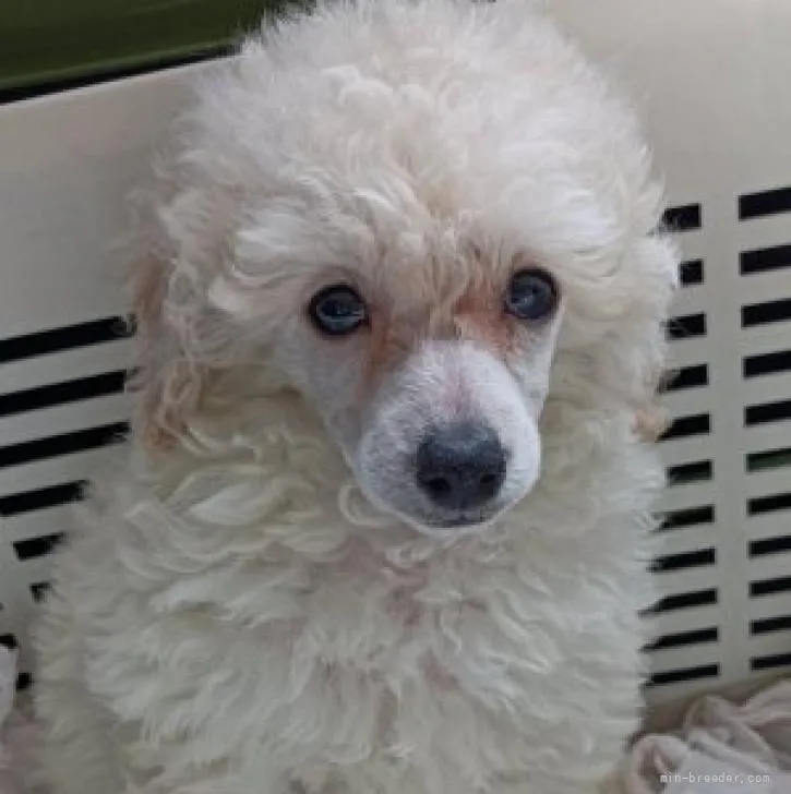 ID：2205-03632の子犬