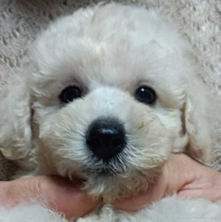 A 様のお迎えした子犬