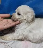 トイプードル(トイ)【福岡県・男の子・2022年5月13日・ホワイト】の写真2「2022/07/02撮影」