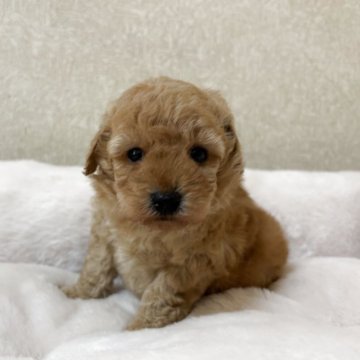 トイプードル(トイ)【東京都・男の子・2025年10月16日・オレンジフォーン(アプリコット)】の写真「可愛い男の子です♪」