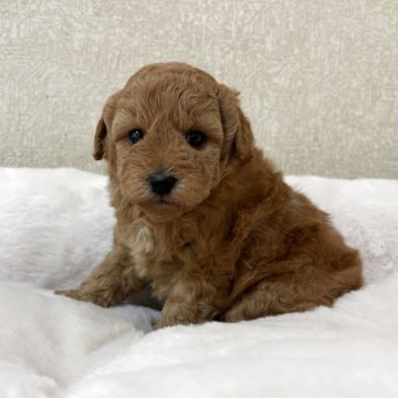 トイプードル(トイ)【東京都・女の子・2025年10月16日・オレンジフォーン(アプリコット)】の写真「ムチムチの可愛い女の子です♪」