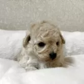 タイニープードル