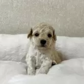 タイニープードル