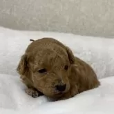 タイニープードル