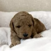 トイプードル(トイ)