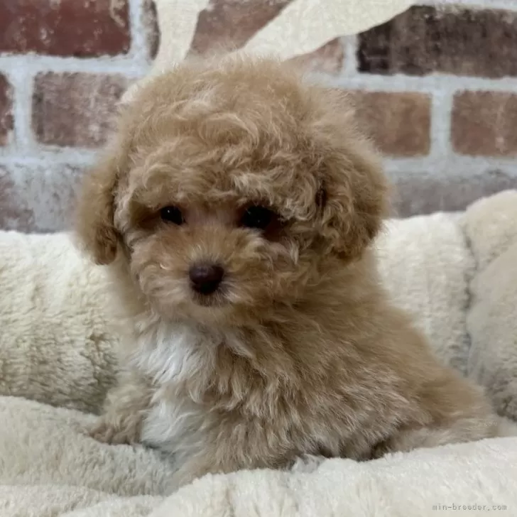ID:2312-05529の子犬