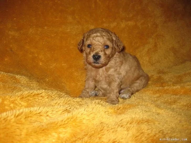 ID:1704-01733の子犬