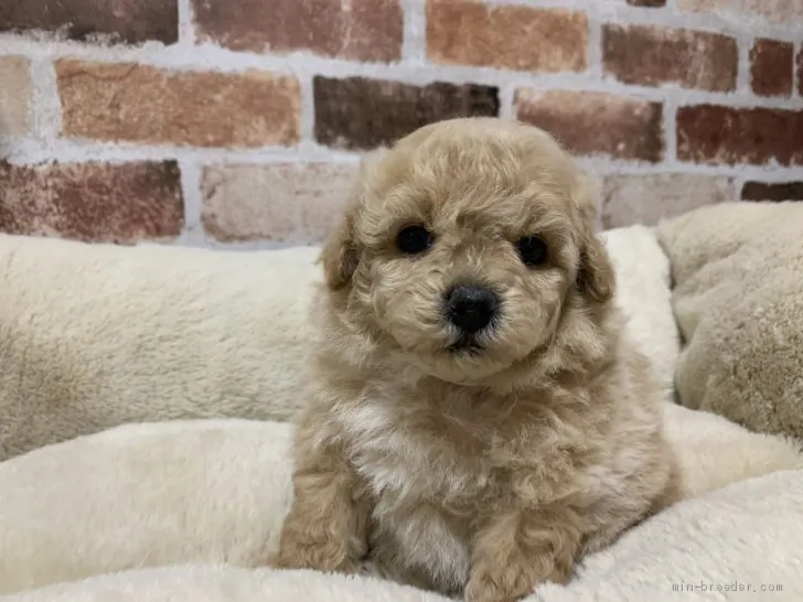 カロ 様のお迎えした子犬