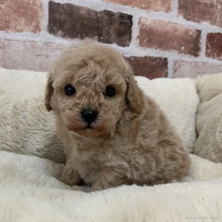 ID:2302-02663の子犬