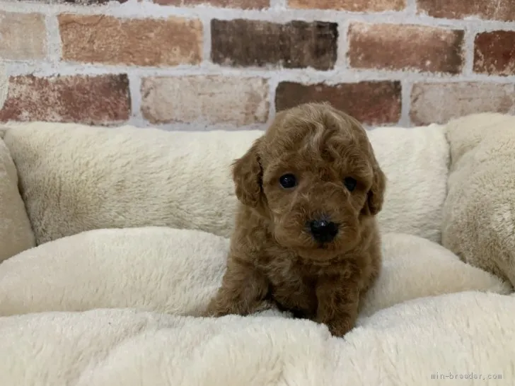 ID：2102-00875の子犬