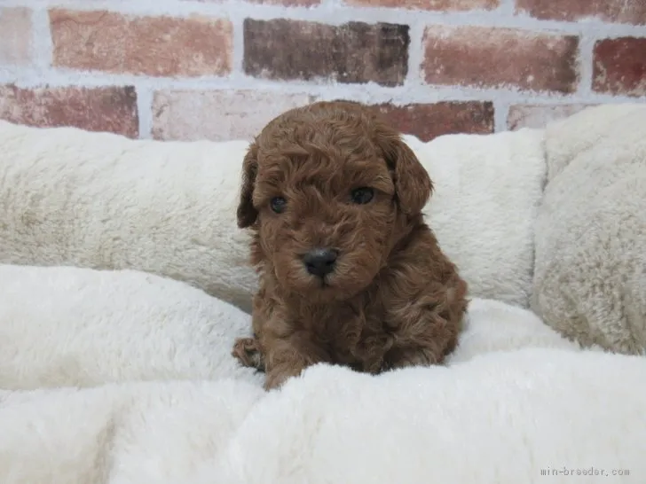 ID：2105-03448の子犬