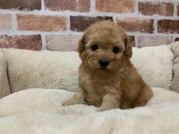 ID：2106-03706の子犬