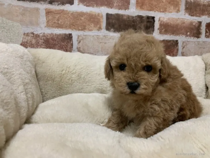 ID:2012-00721の子犬