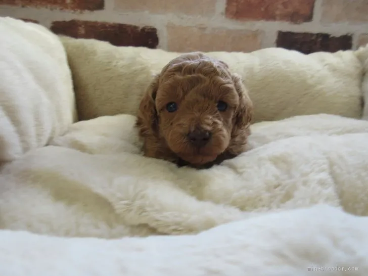 ID:1912-02595の子犬