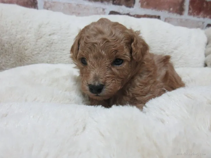 ID:2012-00609の子犬