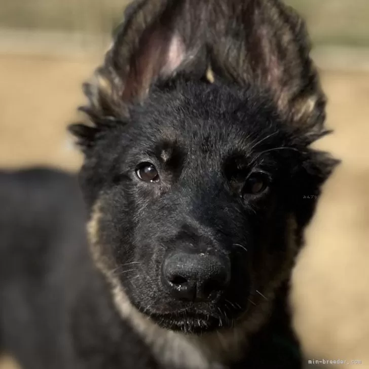 ID:2502-04690の子犬