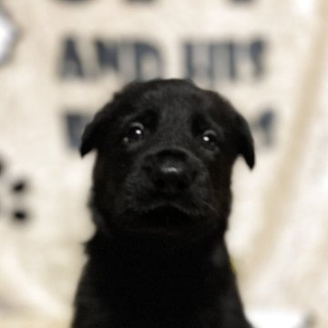 ジャーマン・シェパード・ドッグ【三重県・男の子・2025年9月4日・ブラック】の写真「訓練犬の最高峰、IGP訓練血統！」
