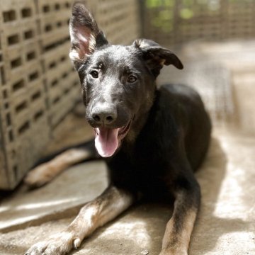 ジャーマン・シェパード・ドッグ【三重県・男の子・2024年12月21日・ブラックタン】の写真「訓練犬の最高峰、IGP訓練血統！」