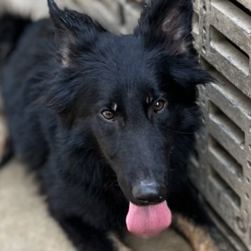 ジャーマン・シェパード・ドッグ【三重県・男の子・2024年7月15日・ブラックタン】の写真「訓練犬の最高峰、IGP訓練血統！」