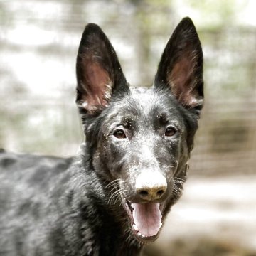 ジャーマン・シェパード・ドッグ【三重県・女の子・2024年12月8日・ブラックタン】の写真「訓練犬の最高峰、IGP訓練血統！」