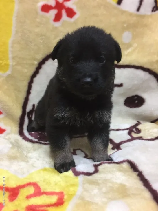 ID：2008-00707の子犬