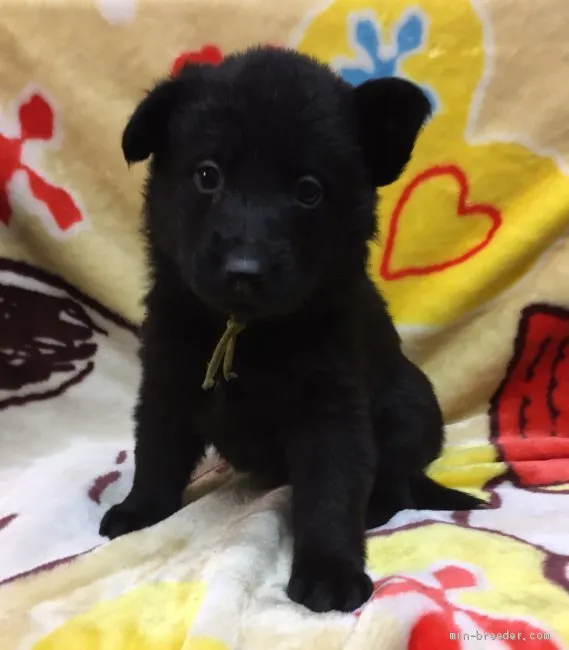 ID:2001-00839の子犬