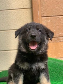 ジャーマン・シェパード・ドッグ【三重県・男の子・2021年1月30日・ブラックタン】の写真「ヨーロッパIGP訓練血統」