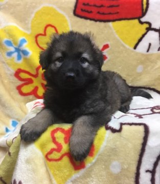 ジャーマン・シェパード・ドッグ【三重県・女の子・2020年9月18日・ウルフ】の写真「ヨーロッパIGP訓練血統」